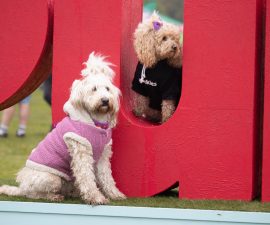 pups